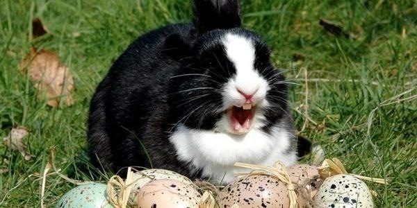 Fijne paasdagen! Fijne paasdagen!